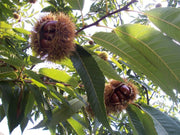 CHESTNUT TREE Sydney's Plant Market